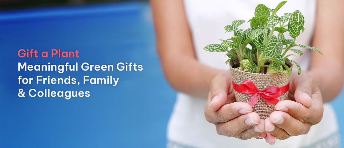 Gift a Plant: Meaningful Green Gifts for Friends, Family & Colleagues - Archies Online