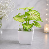 Designer Beads Rakhi With Syngonium Plant