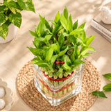Two-Layer Bamboo Plant