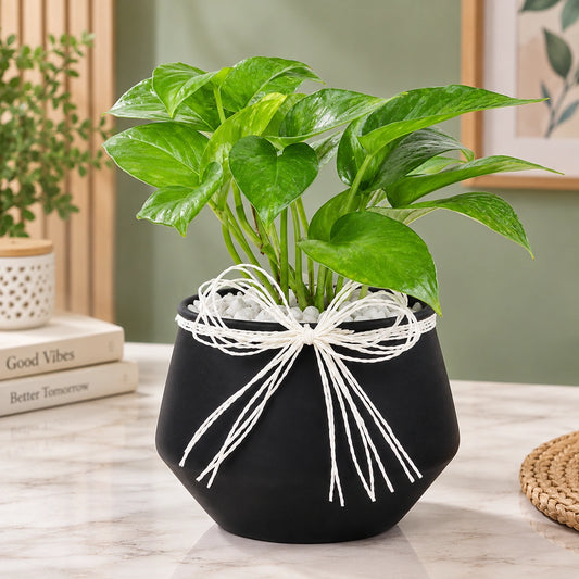 Money Plant in Black Metal Vase