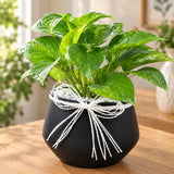 Money Plant in Black Metal Vase