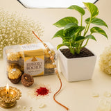 Pearl Rakhi with Spider Plant in Boy Resin Pot and Ferrero Rocher Pack