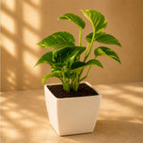 Pearl Rakhi with Spider Plant in Boy Resin Pot and Ferrero Rocher Pack