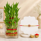 Pearl Rakhi with 2-Layer Lucky Bamboo Plant | Raksha Bandhan Plant Gift