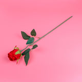 Blooming Love Bear with Rose and Greeting Card