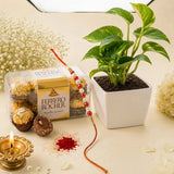 Pearl Rakhi with Money Plant in Boy Resin Pot and Ferrero Rocher Pack