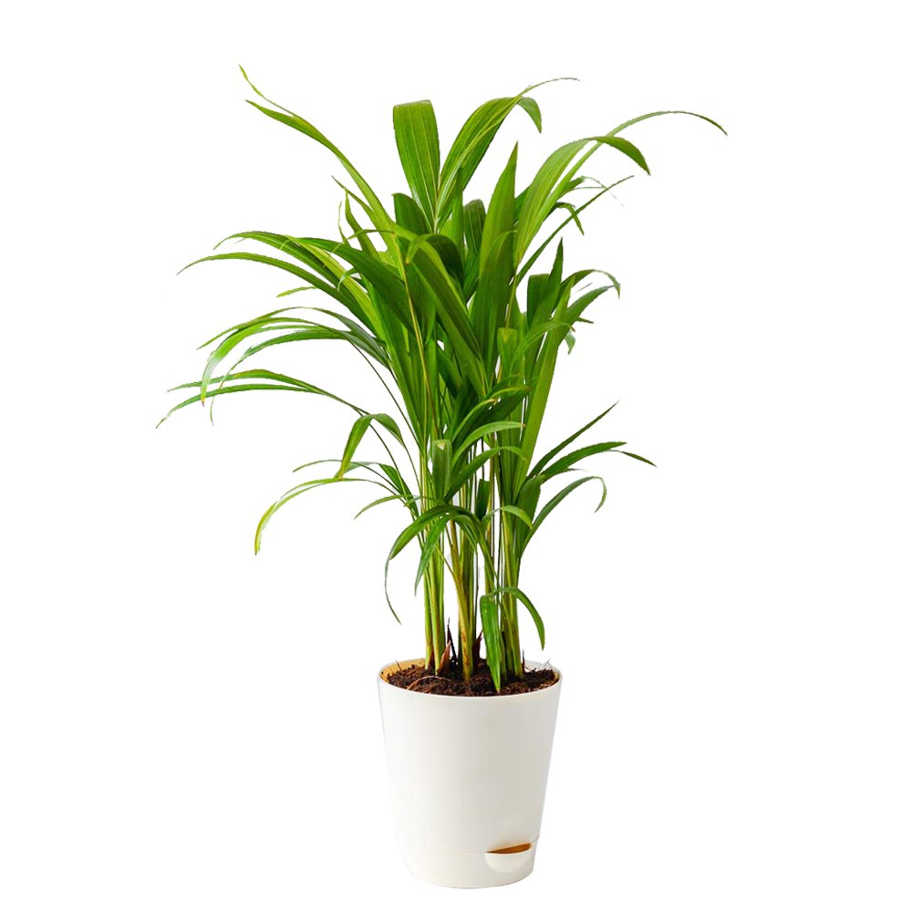 Areca Palm Plant In A White Plastic Pot