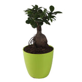 Green Pastic Pot Ficus Ginseng Bonsai Natural Plant