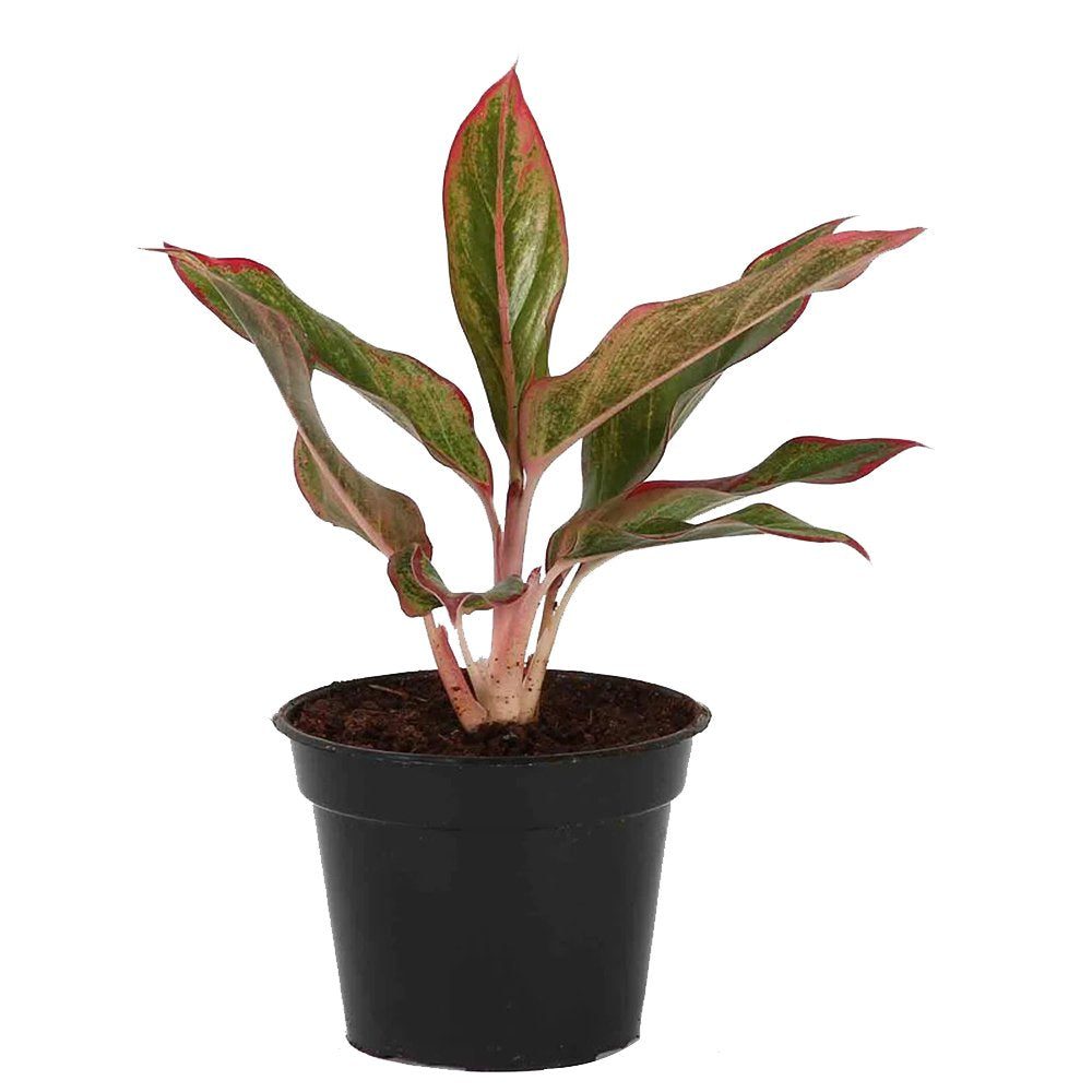 Lipstick Aglaonema Single Stem Natural Plant