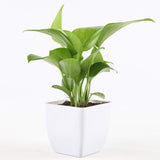 Money Natural Plant in White Pot