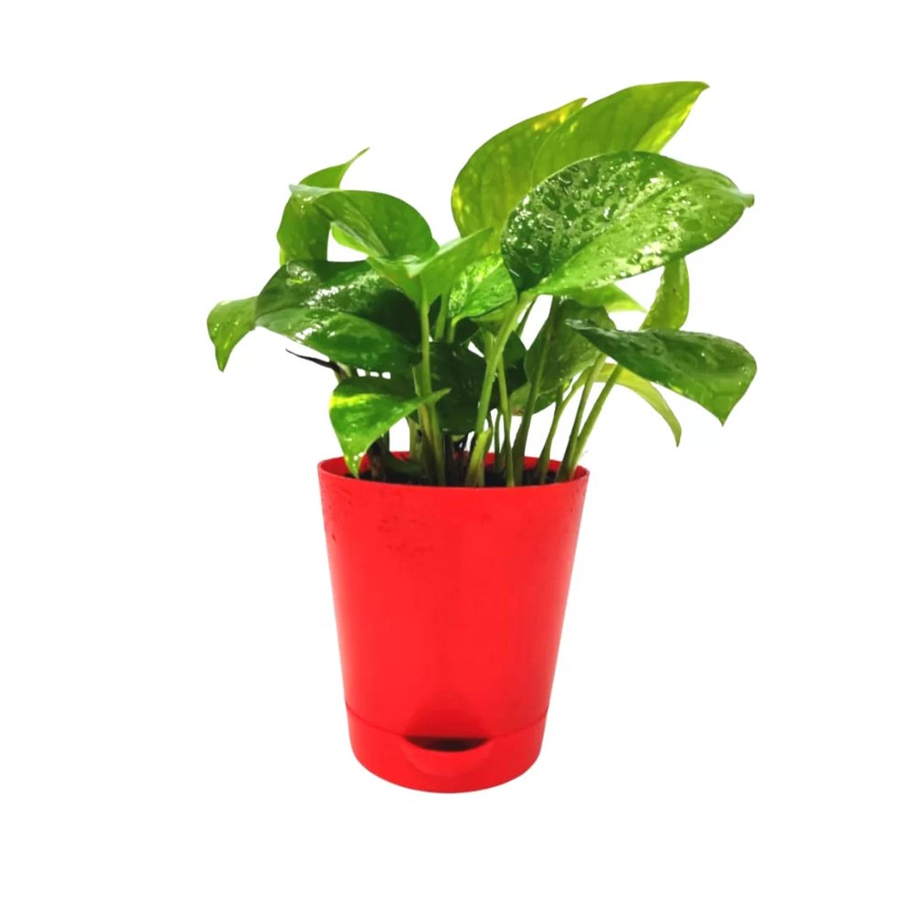 Money Plant In Red Melamine Pot