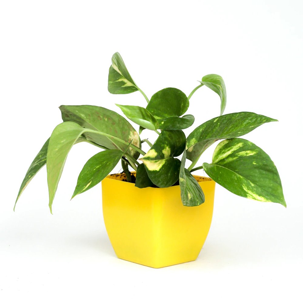 Money Plant In Yellow Plastic Pot