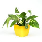 Money Plant In Yellow Plastic Pot