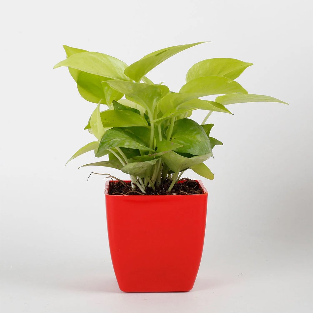 Money Plant In Red Plastic Pot