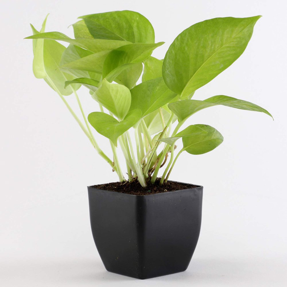 Money Plant In Black Plastic Pot