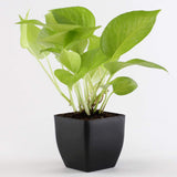 Money Plant In Black Plastic Pot