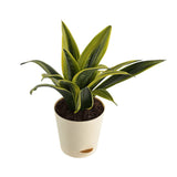 Sansevieria Gold Flame Snake Natural Plant in White Self Watering Plastic Pot