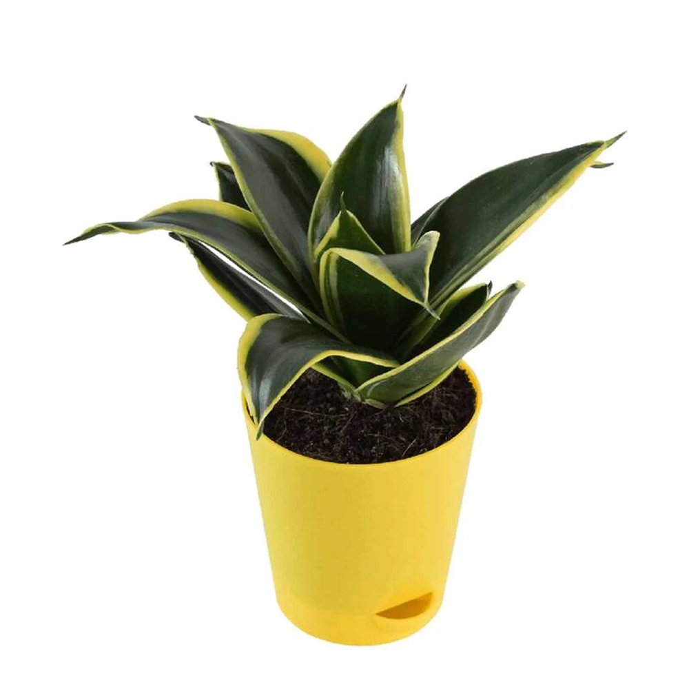 Snake Plant In Yellow Pot