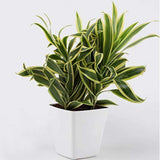 Song of India Natural Plant in White Pot