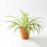 Spider Plant In A Brown Plastic Pot