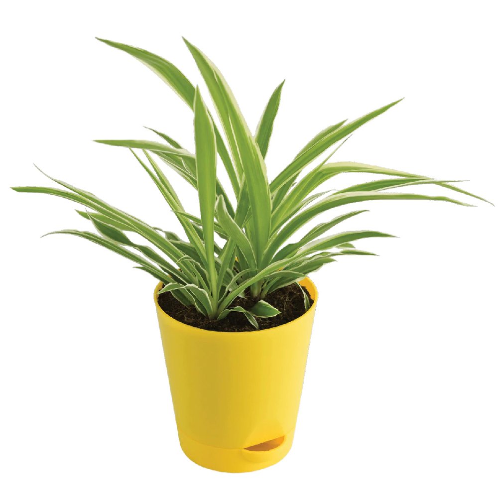 Spider Plant In A Yellow Plastic Pot
