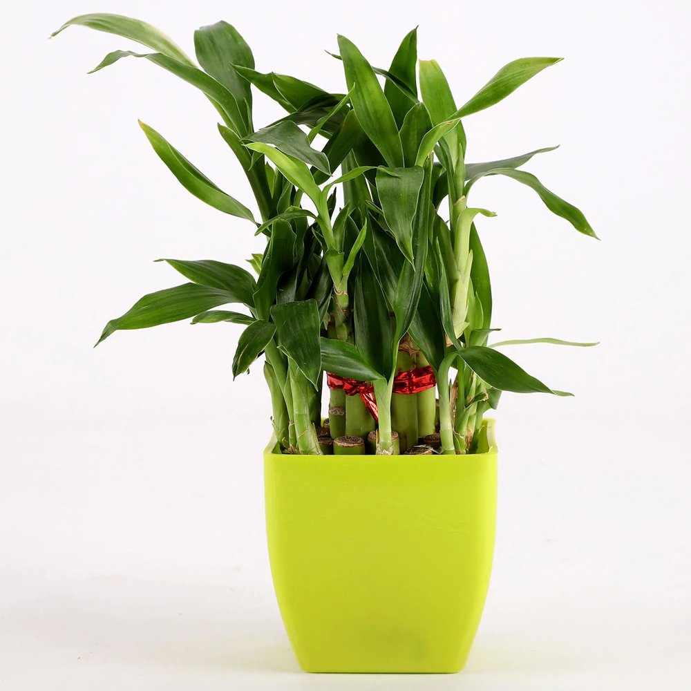 Two Layer Lucky Bamboo In Green Melamine Pot