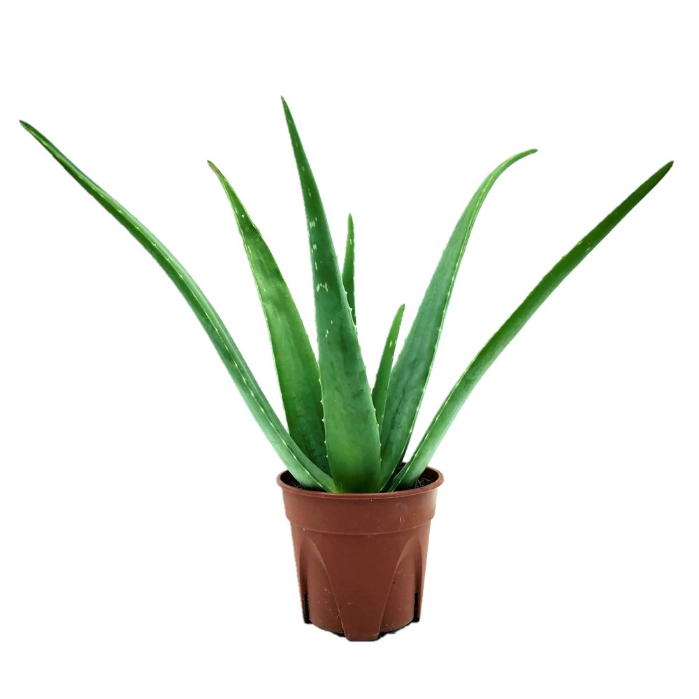 Aloevera Plant In Brown Pot