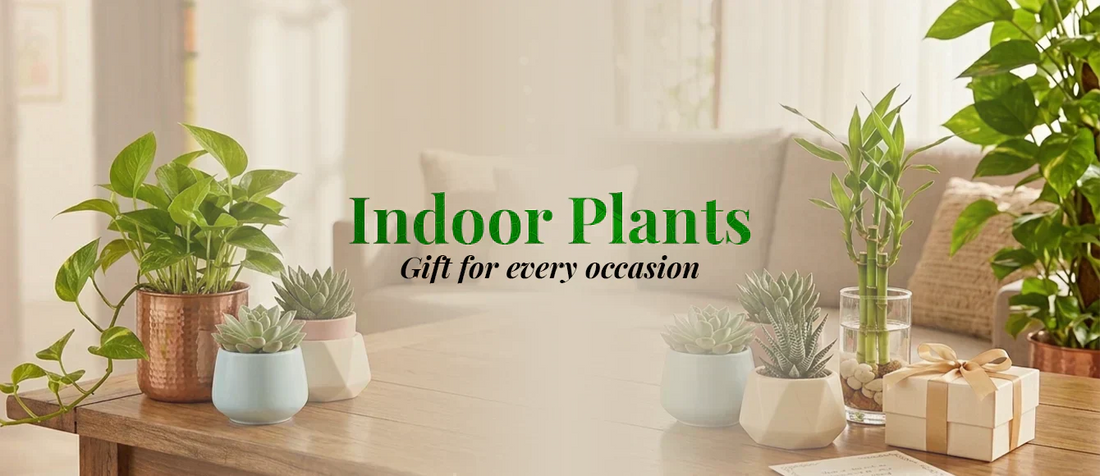 Indoor Plants - Gift for Every Occasion