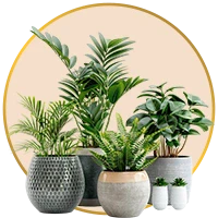 Plants