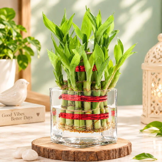 Two-Layer Bamboo Plant