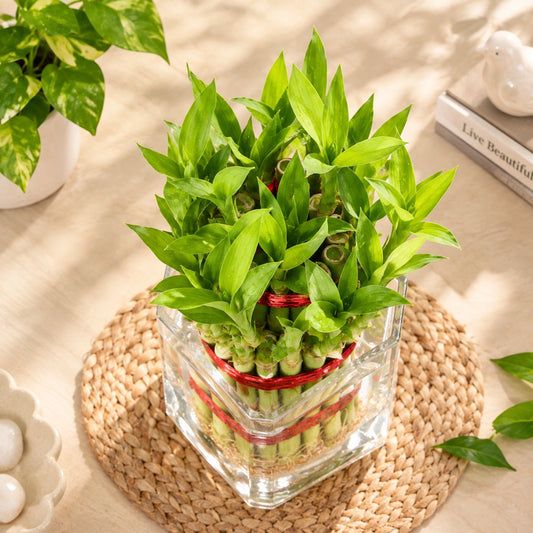Two-Layer Bamboo Plant