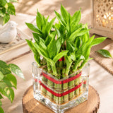 Two-Layer Bamboo Plant