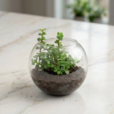 Purple Orchids & Jade Plant Vase Arrangement