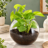 Green Money Plant in Glass Vase with Pebbles