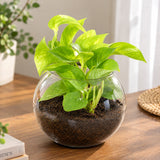 Green Money Plant in Glass Vase with Pebbles