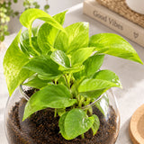 Green Money Plant in Glass Vase with Pebbles