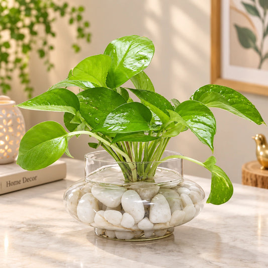 Money Plant in Matki Shape Glass Vase