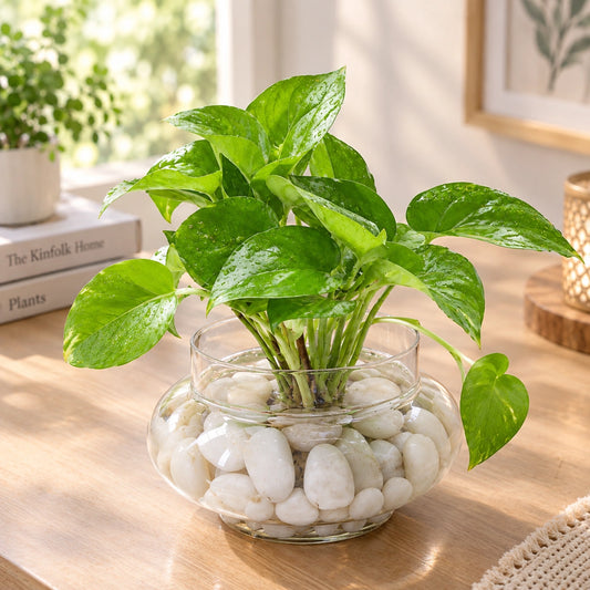 Money Plant in Matki Shape Glass Vase