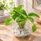 Money Plant in Matki Shape Glass Vase