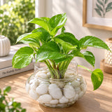 Money Plant in Matki Shape Glass Vase