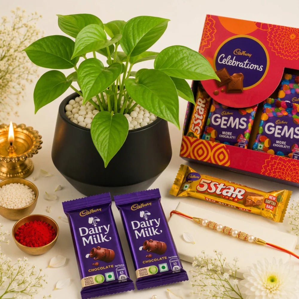 Pearl Rakhi with Money Plant in Metal Vase and Cadbury Celebration pack | Green Raksha Bandhan Gift Set
