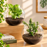 Jade & Syngonium Plant Duo in Glass Vase