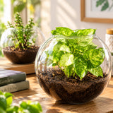 Jade & Syngonium Plant Duo in Glass Vase