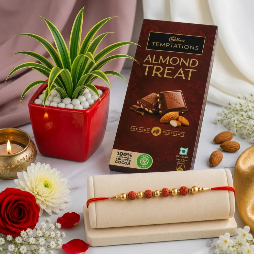 Rudraksha Rakhi and Cadbury Temptations Almond Chocolate  with Green Spider Plant in Resin Pot | Nature-Inspired Rakhi Gift