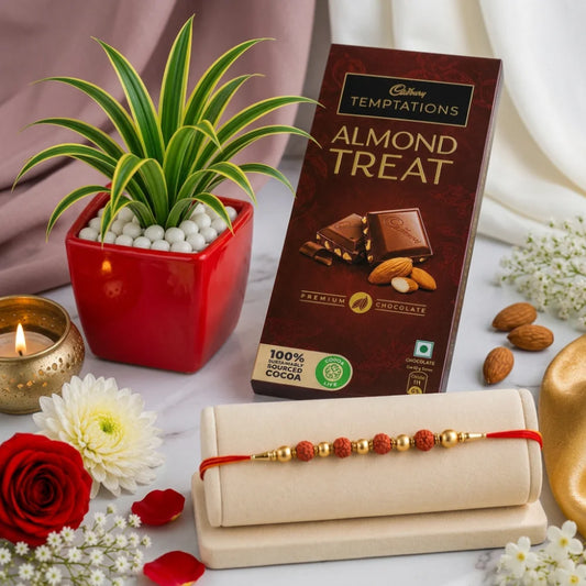 Rudraksha Rakhi and Cadbury Temptations Almond Chocolate  with Green Spider Plant in Resin Pot | Nature-Inspired Rakhi Gift