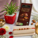 Rudraksha Rakhi and Cadbury Temptations Almond Chocolate  with Green Spider Plant in Resin Pot | Nature-Inspired Rakhi Gift