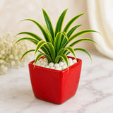 Rudraksha Rakhi and Cadbury Temptations Almond Chocolate  with Green Spider Plant in Resin Pot | Nature-Inspired Rakhi Gift