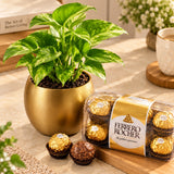 Money Plant with Ferrero Rocher Chocolate Box