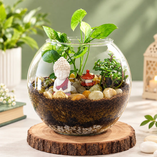 Syngonium & Jade Plant Duo in Round Glass Vase