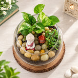 Syngonium & Jade Plant Duo in Round Glass Vase